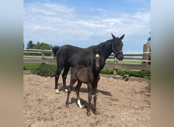 Hanoverian, Stallion, 1 year, 17 hh, Black
