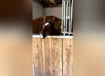 Hanoverian, Stallion, 1 year, 17 hh, Brown