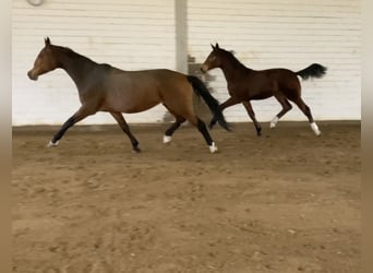 Hanoverian, Stallion, 1 year, 17 hh, Brown