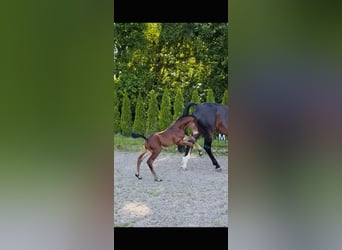 Hanoverian, Stallion, 1 year, 17 hh, Brown
