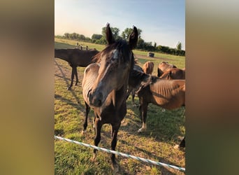 Hanoverian, Stallion, 1 year, 17 hh, Can be white