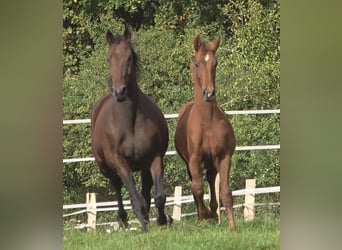 Hanoverian, Stallion, 1 year, 17 hh, Chestnut