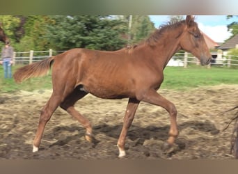 Hanoverian, Stallion, 1 year, 17 hh, Chestnut
