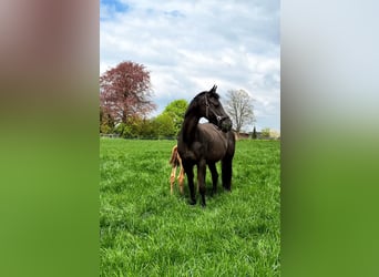 Hanoverian, Stallion, 1 year, 17 hh, Chestnut-Red
