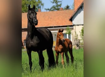 Hanoverian, Stallion, 1 year, 17 hh, Chestnut-Red