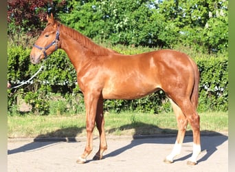 Hanoverian, Stallion, 1 year, 17 hh, Chestnut-Red