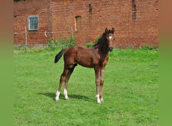 Hanoverian, Stallion, 1 year, Bay-Dark