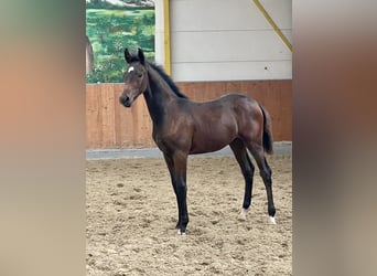 Hanoverian, Stallion, 1 year, Bay-Dark