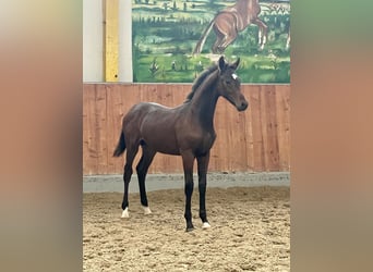 Hanoverian, Stallion, 1 year, Bay-Dark