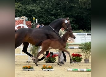 Hanoverian, Stallion, 1 year, Bay-Dark