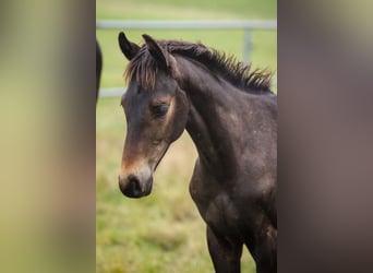 Hanoverian, Stallion, 1 year, Bay-Dark