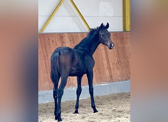 Hanoverian, Stallion, 1 year, Bay-Dark