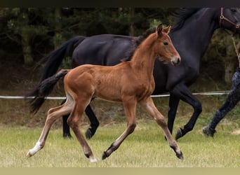 Hanoverian, Stallion, 1 year, Bay