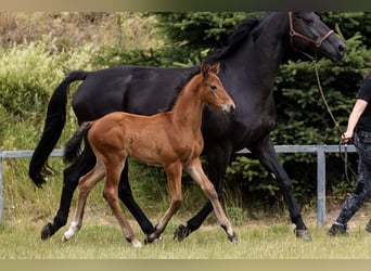 Hanoverian, Stallion, 1 year, Bay
