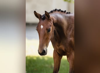 Hanoverian, Stallion, 1 year, Bay