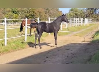 Hanoverian, Stallion, 1 year, Black