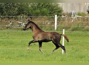 Hanoverian, Stallion, 1 year, Black