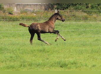 Hanoverian, Stallion, 1 year, Black