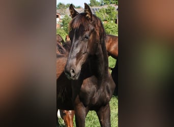 Hanoverian, Stallion, 1 year, Black