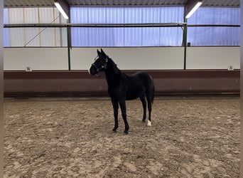 Hanoverian, Stallion, 1 year, Black