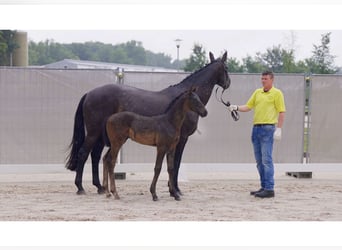 Hanoverian, Stallion, 1 year, Black