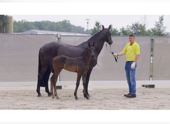 Hanoverian, Stallion, 1 year, Black