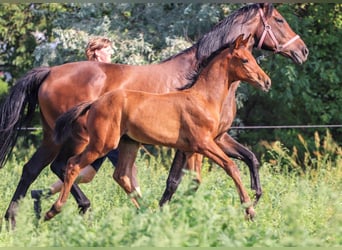 Hanoverian, Stallion, 1 year, Brown