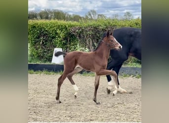 Hanoverian, Stallion, 1 year, Brown