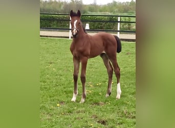 Hanoverian, Stallion, 1 year, Brown