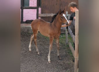 Hanoverian, Stallion, 1 year, Brown