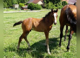 Hanoverian, Stallion, 1 year, Brown