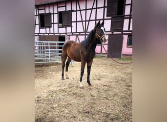 Hanoverian, Stallion, 1 year, Brown