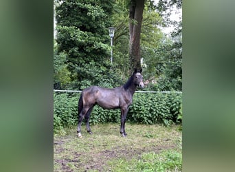 Hanoverian, Stallion, 1 year, Brown Falb mold