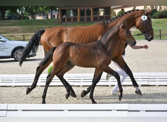 Hanoverian, Stallion, 1 year, Brown