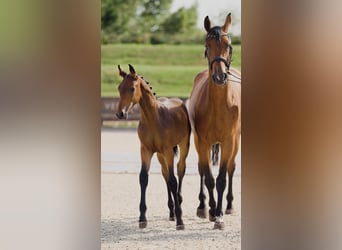 Hanoverian, Stallion, 1 year, Brown