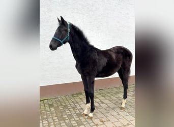 Hanoverian, Stallion, 1 year, Can be white