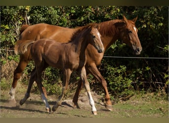 Hanoverian, Stallion, 1 year, Can be white