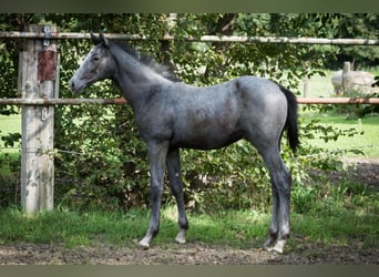 Hanoverian, Stallion, 1 year, Can be white
