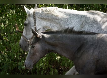 Hanoverian, Stallion, 1 year, Can be white