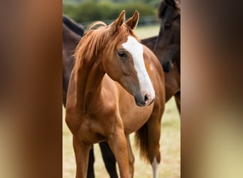 Hanoverian, Stallion, 1 year, Chestnut
