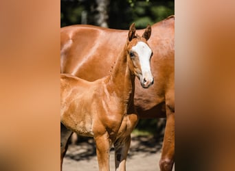 Hanoverian, Stallion, 1 year, Chestnut