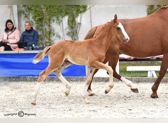 Hanoverian, Stallion, 1 year, Chestnut