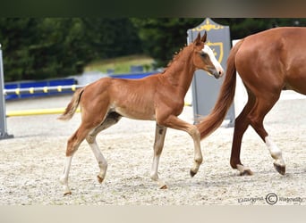 Hanoverian, Stallion, 1 year, Chestnut