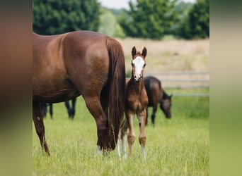 Hanoverian, Stallion, 1 year, Chestnut