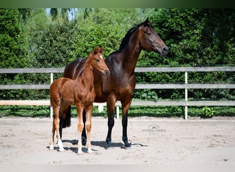 Hanoverian, Stallion, 1 year, Chestnut