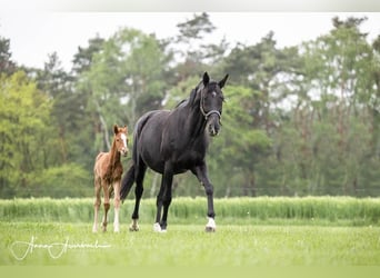 Hanoverian, Stallion, 1 year, Chestnut