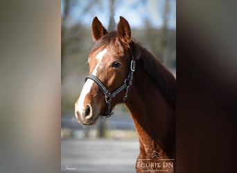 Hanoverian, Stallion, 1 year, Chestnut