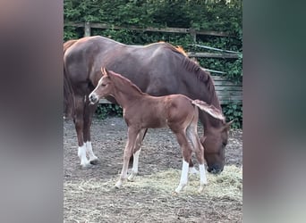 Hanoverian, Stallion, 1 year, Chestnut-Red