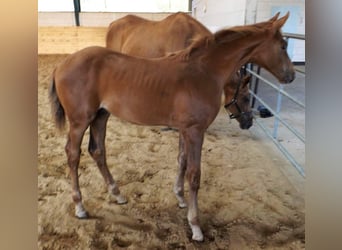 Hanoverian, Stallion, 1 year, Chestnut-Red