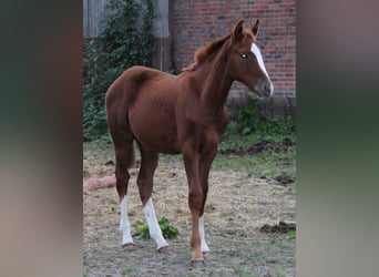 Hanoverian, Stallion, 1 year, Chestnut-Red